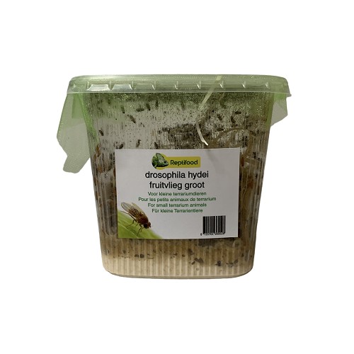Mouches à fruits, taille 7, large

Drosophile grande